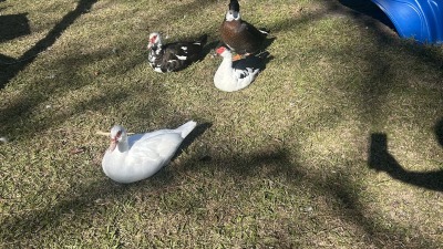 Ducks