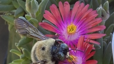 a picture of a flower with a large bee on top