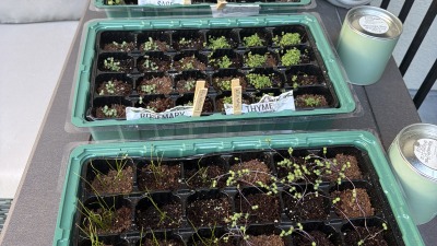 Starter herb plants