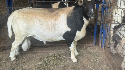 Our past breeding ram