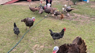 Free range turkey farm