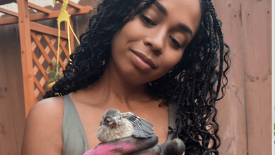 saved a baby blue jay