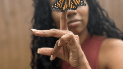 A monarch I brough back from my garden in florida.