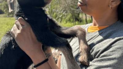 naming one of the baby goats in florida