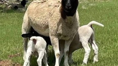 Mother ewe