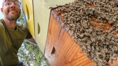 Honeybee bearding on hot Savannah day