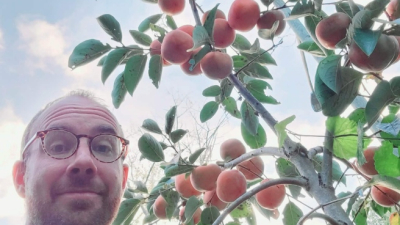 My most prolific persimmon tree cultivar "Eureka" 