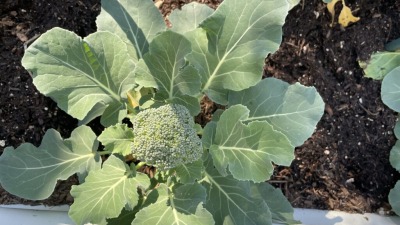 Winter Broccoli crop