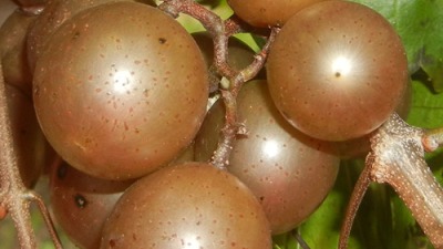  Bronze Muscadine Grape Vine 