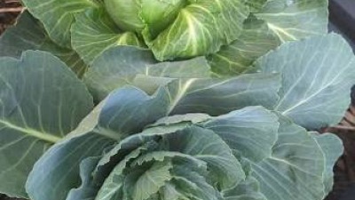 Winter Cabbage
