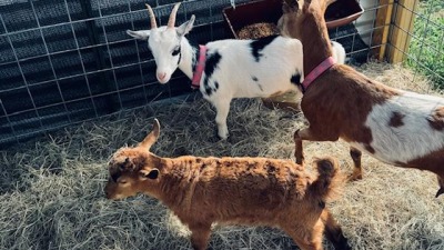 Our Goats named Jip,  Chewey and Scrappy