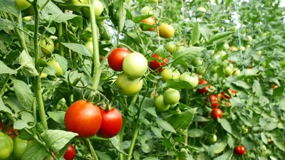 Tomato Harvest