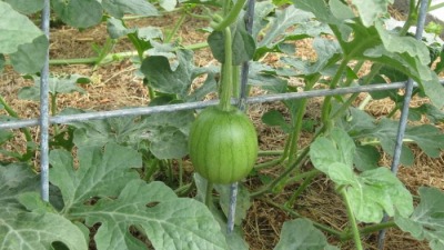 Watermelon Crop