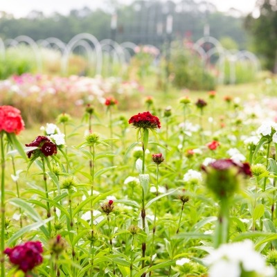Photo showing field with rows of flowers