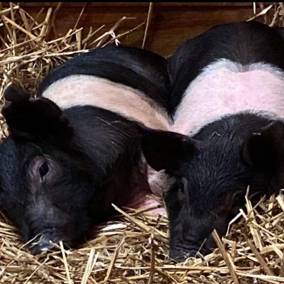 Hampshire babyies farrowed on pasture. 