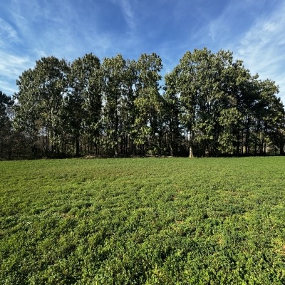 Paulownias and alfalfa field