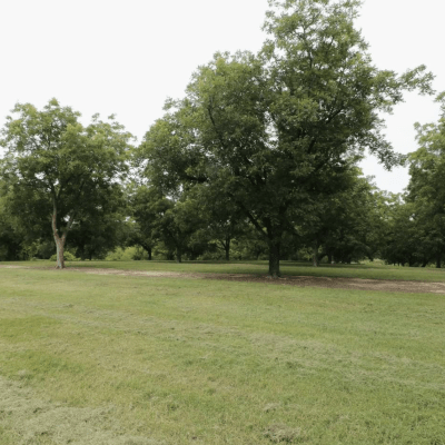 Pecan Orchard