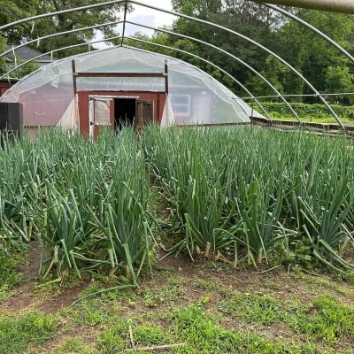 2nd Hightunnel growing onions