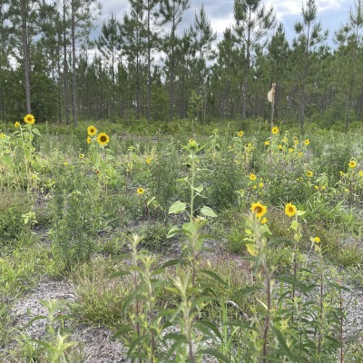 Tillable area with sunflowers